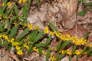 Solidago caesia (wreath goldenrod, blue-stemmed goldenrod, early goldenrod)
