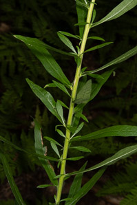 Solidago caesia (wreath goldenrod, blue-stemmed goldenrod, early goldenrod)