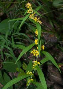 Solidago caesia (wreath goldenrod, blue-stemmed goldenrod, early goldenrod)