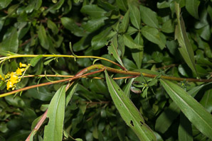 Solidago canadensis (Canada goldenrod)