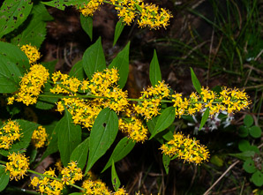 Solidago flexicaulis (zigzag goldenrod, broad-leaved goldenrod)