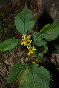 Solidago flexicaulis (zigzag goldenrod, broad-leaved goldenrod)