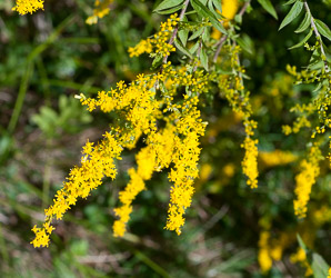 Solidago rugosa (rough-stemmed goldenrod, wrinkleleaf goldenrod)