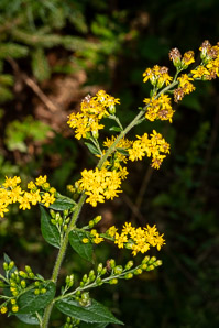 Solidago rugosa (rough-stemmed goldenrod, wrinkleleaf goldenrod)