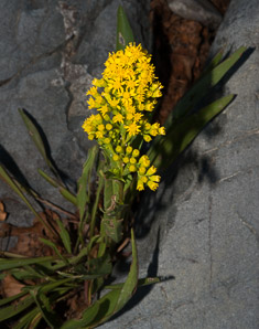 Solidago sempervirens (seaside goldenrod, salt-marsh goldenrod)