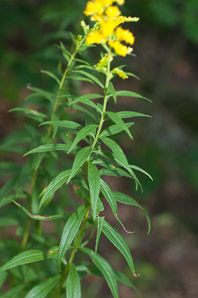 Solidago uliginosa (bog goldenrod)