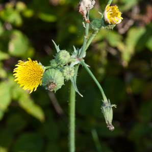 Sonchus asper (spiny-leaved sow-thistle, spiny sowthistle, prickly sowthistle, spiny-leaved sow thistle, rough sow-thistle, rough milk thistle)