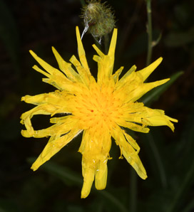 Sonchus oleraceus (sow thistle, common sowthistle, smooth sow thistle, annual sow thistle, puha, hare’s colwort, hare’s thistle, milky tassel, milk thistle, soft thistle, common sow thistle)