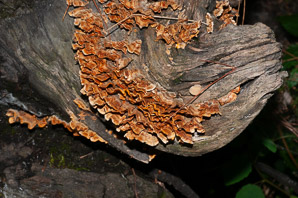 Stereum complicatum (orange crust fungus)