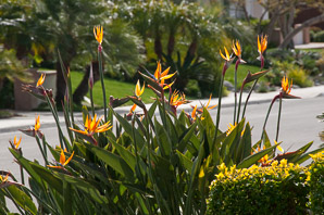 Strelitzia reginae (bird of paradise, bird-of-paradise, crane flower)