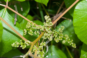Toxicodendron radicans (poison ivy, Eastern poison ivy)