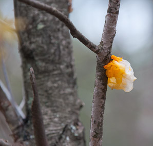 Tremella mesenterica (golden jelly fungus)