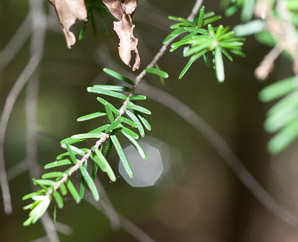 Tsuga caroliniana (Carolina hemlock)