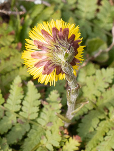Tussilago farfara (coltsfoot, ass’s foot, bull’s foot, butterbur, coughwort, farfara, foal’s foot, foalswort, horse foot, winter heliotrope)