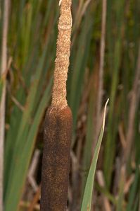 Typha latifolia (common cattail, bulrush, common bulrush, broadleaf cattail, great reedmace, Cooper’s reed, cumbungi, narrow-leaved cattails)