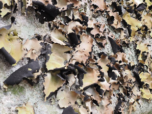 Umbilicaria mammulata (smooth rock tripe, navel lichen)