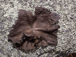 Umbilicaria muhlenbergii (plated rock tripe)