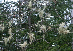 Usnea lapponica (powdered beard lichen, Lapland beard lichen)