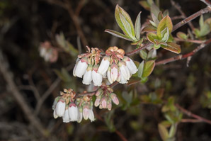 Vaccinium fuscatum (black highbush blueberry)