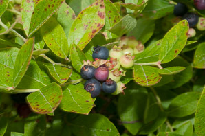 Vaccinium fuscatum (black highbush blueberry)