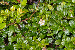 Vaccinium vitis-idaea (lingonberry, mountain cranberry, cowberry, foxberry, red whortleberry, low bush cranberry, low bush partridgeberry, partridgeberry)
