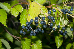 Viburnum dentatum (arrowwood, southern arrowwood)