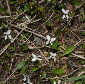 Viola macloskeyi (small white violet, northern white violet)