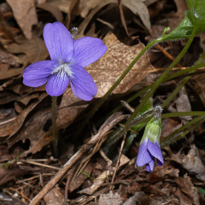 Viola sororia (common blue violet, woolly blue violet, common wood violet, broad-leaved wood violet)