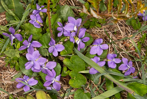 Viola sororia (common blue violet, woolly blue violet, common wood violet, broad-leaved wood violet)