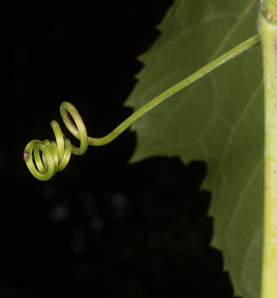 Vitis riparia (riverbank grape)