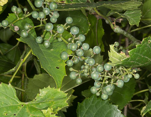 Vitis riparia (riverbank grape)