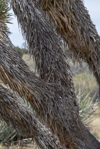 Yucca brevifolia (Joshua tree)