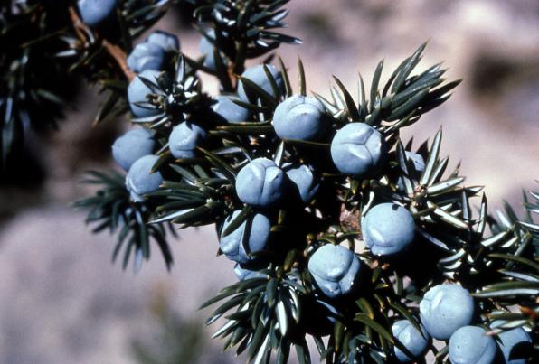 Juniperus communis (berkshire common juniper, common juniper, ground juniper)