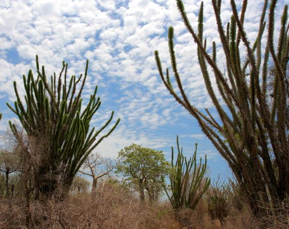 Alluaudia procera (Madagascar ocotillo)