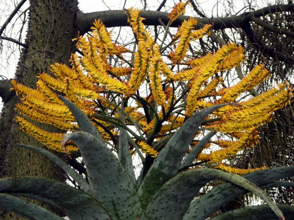 Aloe marlothii (flat-flowered aloe, bergaalwyn, mountain aloe)