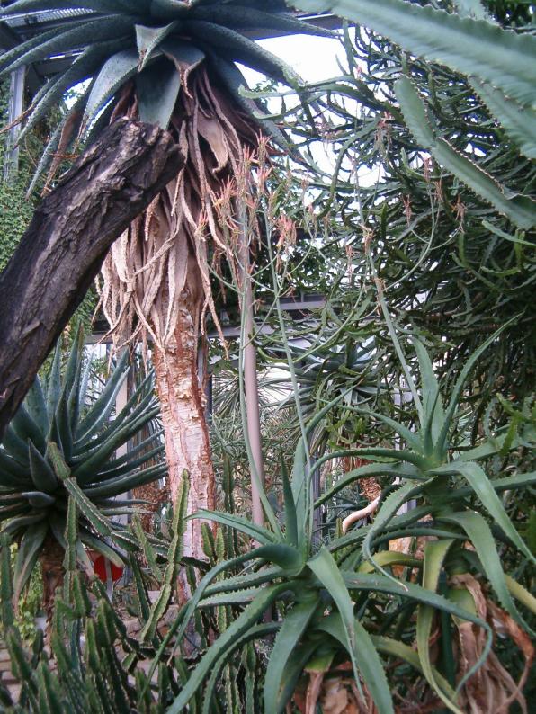 Aloe megalacantha (large-toothed aloe, black-spined aloe)