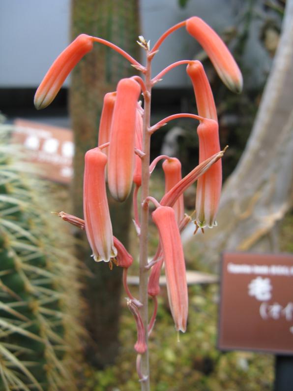 Aloe rauhii (snowflake aloe)