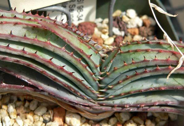 Aloe suprafoliata (boekaalwyn, book aloe)