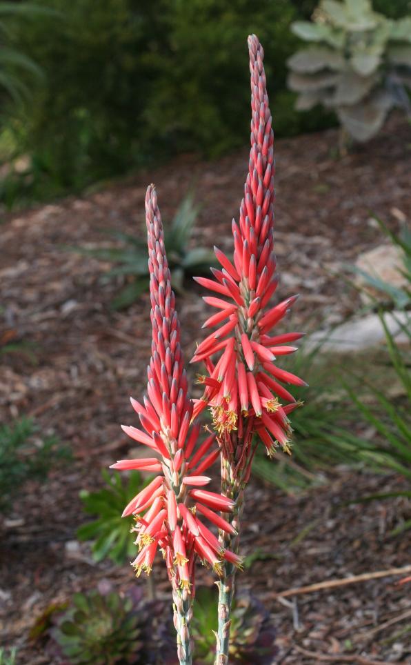 Aloe suprafoliata (boekaalwyn, book aloe)