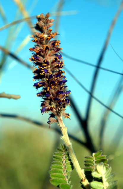 Amorpha canescens (leadplant, false indigo, leadplant amorpha, downy indigobush, prairie shoestrings, buffalo bellows)