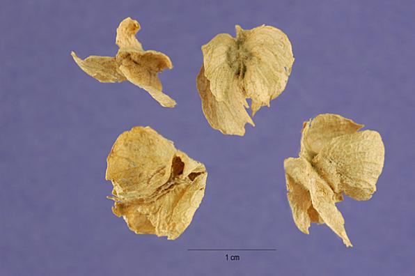 Atriplex canescens (fourwing saltbush, four-winged saltbush, chamiso, chamiza, four-wing saltbush)