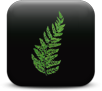Ferns