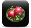 Fruits