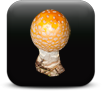 Fungi