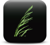 Grasses