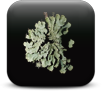 Lichens