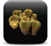Arid climate