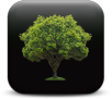 Tree/shrub