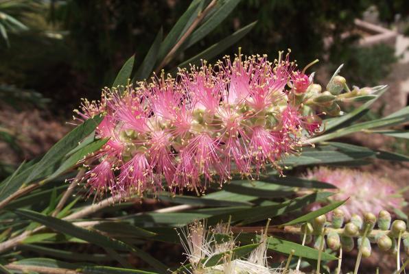 Callistemon ‘Cane’s (Cane’s hybrid bottlebrush)