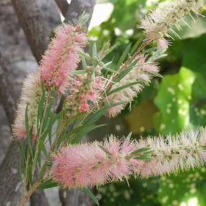 Callistemon ‘Cane’s (Cane’s hybrid bottlebrush)